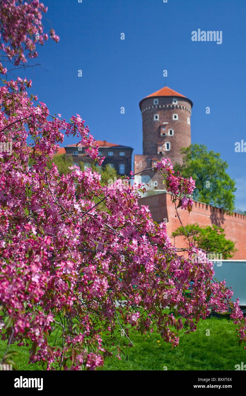 Tour de Sandomierz, château du Wawel, à Cracovie, Pologne Banque D'Images