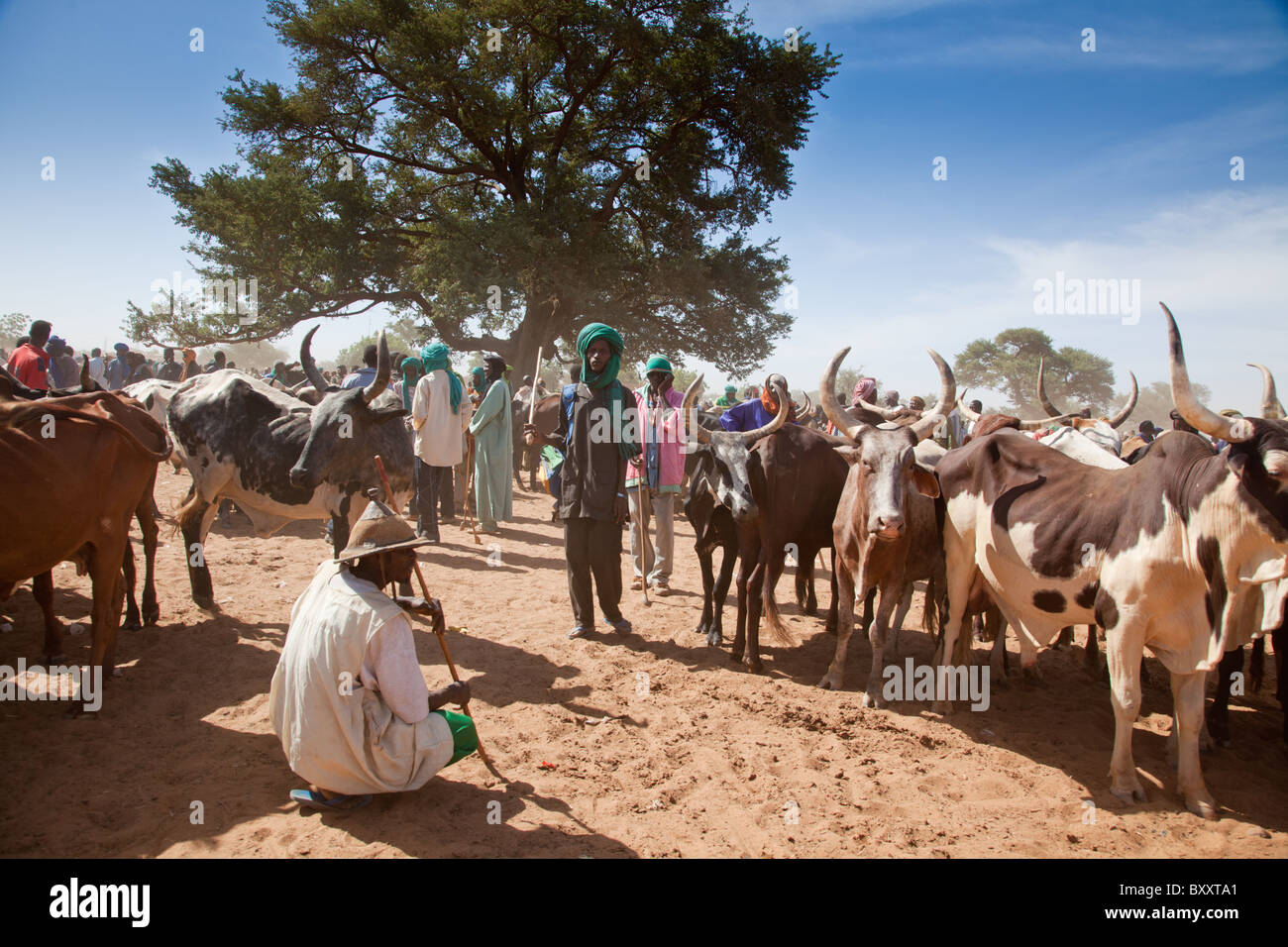 À l'hebdomadaire marché aux bestiaux de la ville de Djibo, au nord du Burkina Faso, les éleveurs peuls Vente et achat de bétail. Banque D'Images