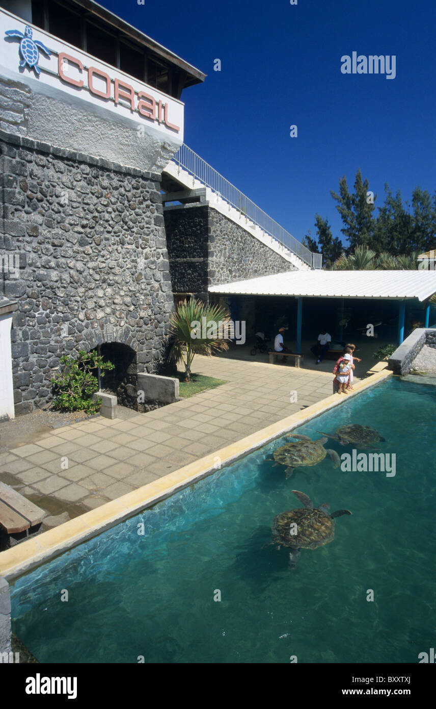 Piscine avec les tortues vertes, centre de conservation des tortues Kelonia, Saint Leu, La Reunion Island (France), de l'Océan Indien Banque D'Images