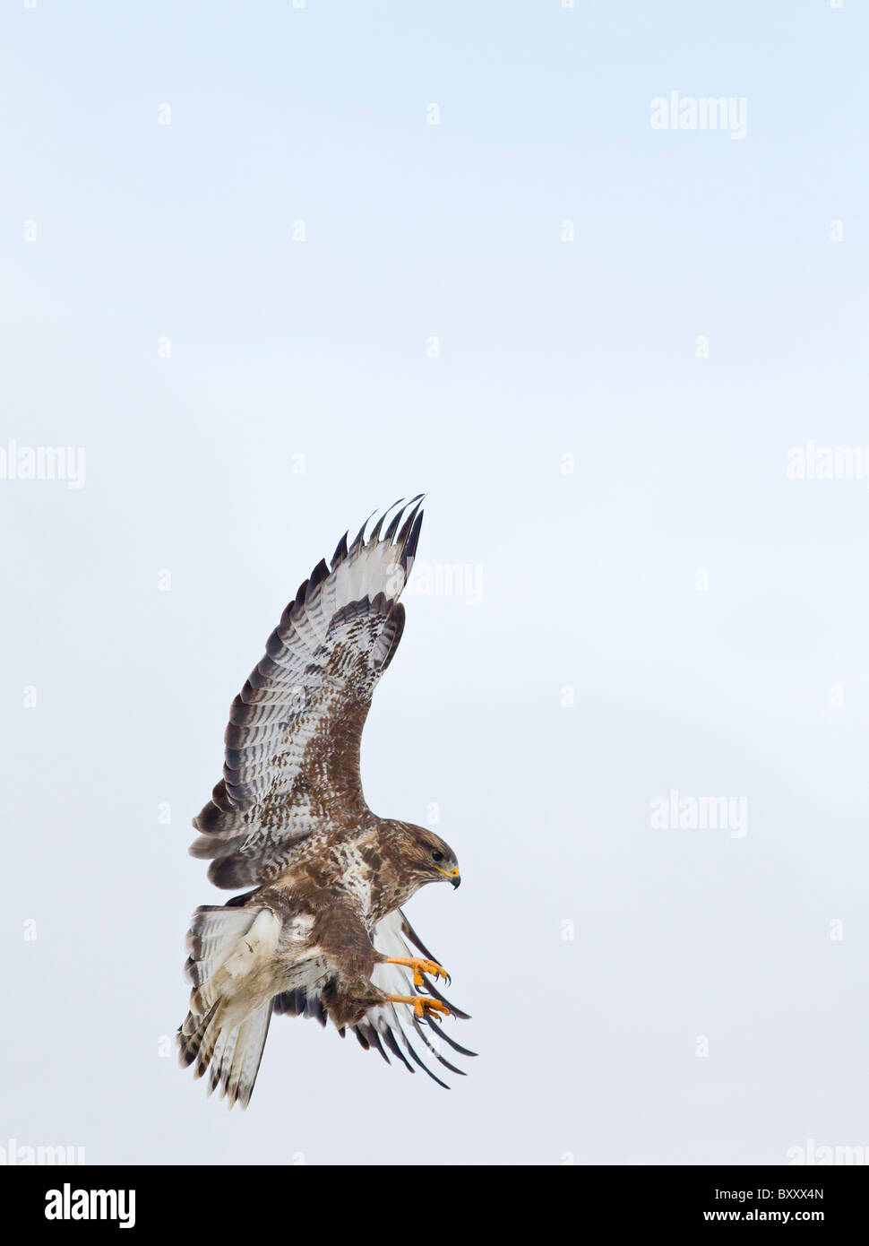 Buse variable (Buteo buteo ) en vol landing Banque D'Images
