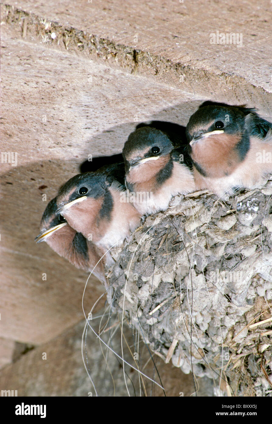 Quatre Bebe Hirondelle Hirundo Rustica Alignes Dans Leur Nid Au Sommet De La Toiture Grange Photo Stock Alamy