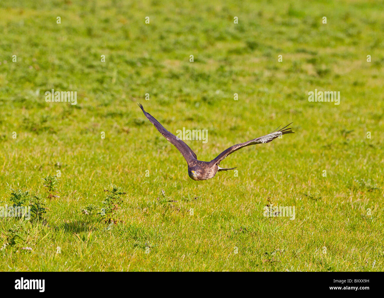 Buse variable (Buteo buteo) en vol au dessus de la prairie Banque D'Images