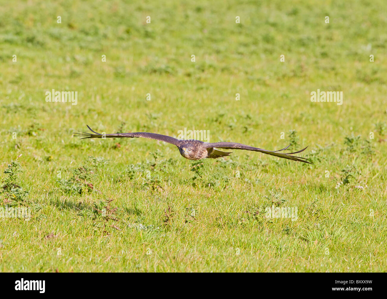 Buse variable (Buteo buteo) en vol au dessus de la prairie Banque D'Images