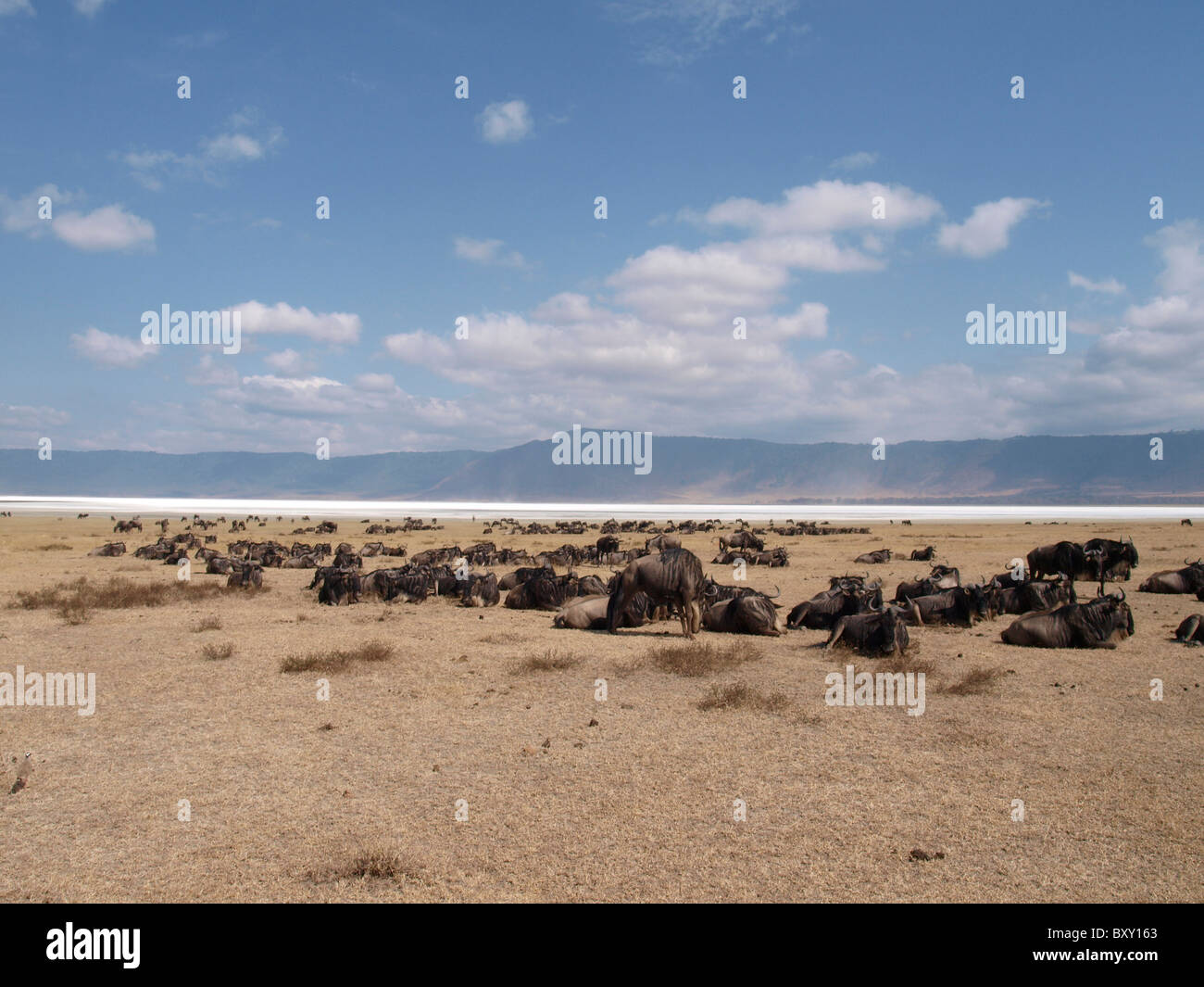 Wildebeeste allongé par Ngorongoro lac asséché, le cratère du Ngorongoro, Serengeti, Tanzanie Banque D'Images