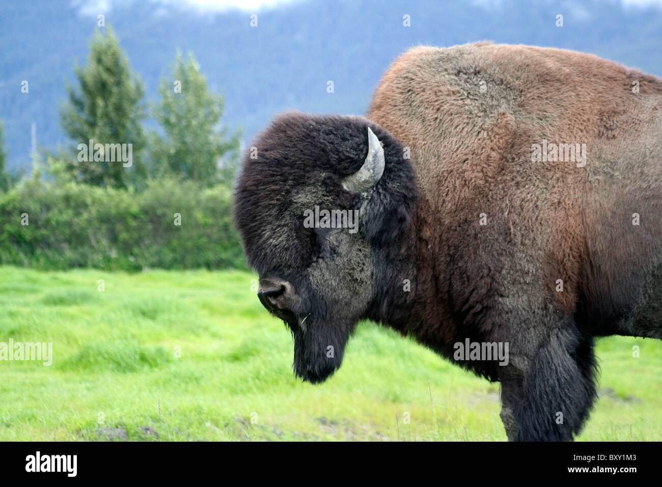 Buffalo en Alaska Banque D'Images