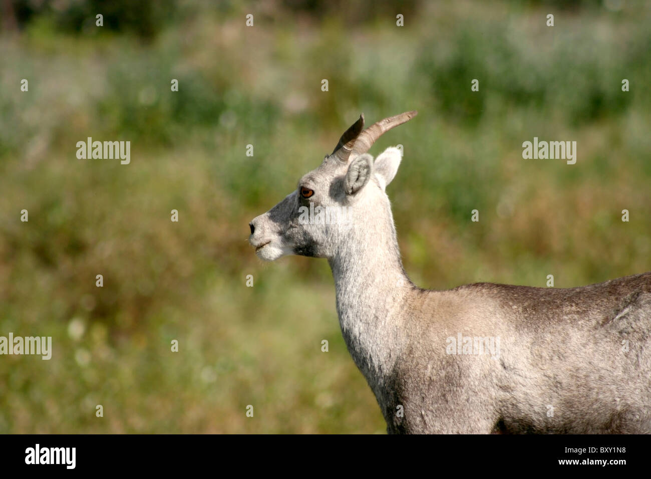 Mouflon de Dall Banque D'Images