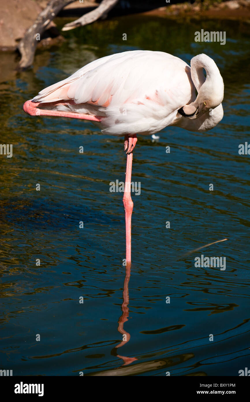 Un flamant rose (Phoenicopterus ruber) se tient sur une jambe et preens dans un étang de l'eau. Banque D'Images