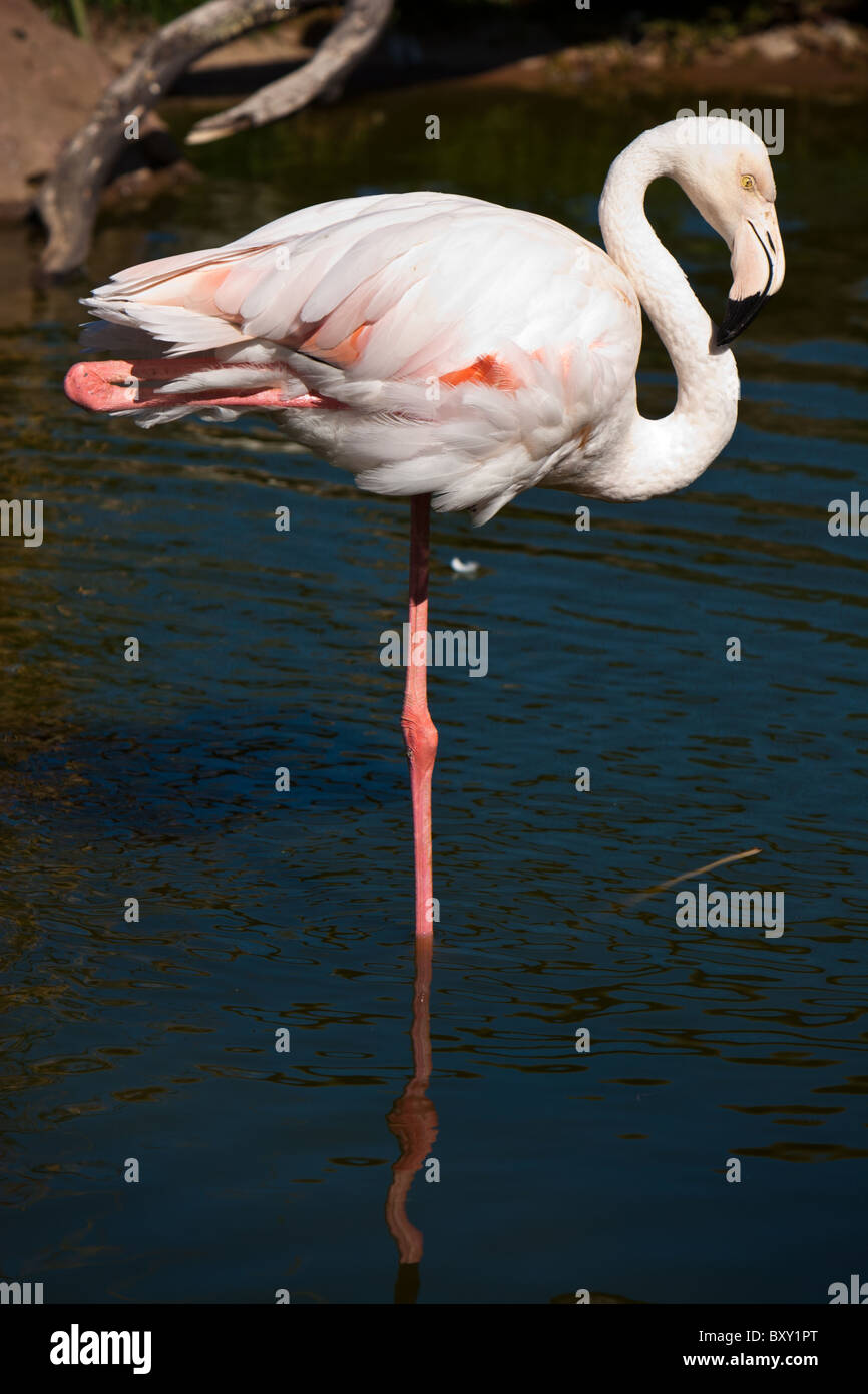 Un flamant rose (Phoenicopterus ruber) se tient sur une jambe dans un étang d'eau. Banque D'Images