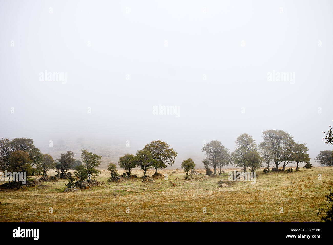 Le brouillard se déplace dans les arbres de chêne dans les contreforts des montagnes de la Sierra Nevada de Californie, USA. Banque D'Images