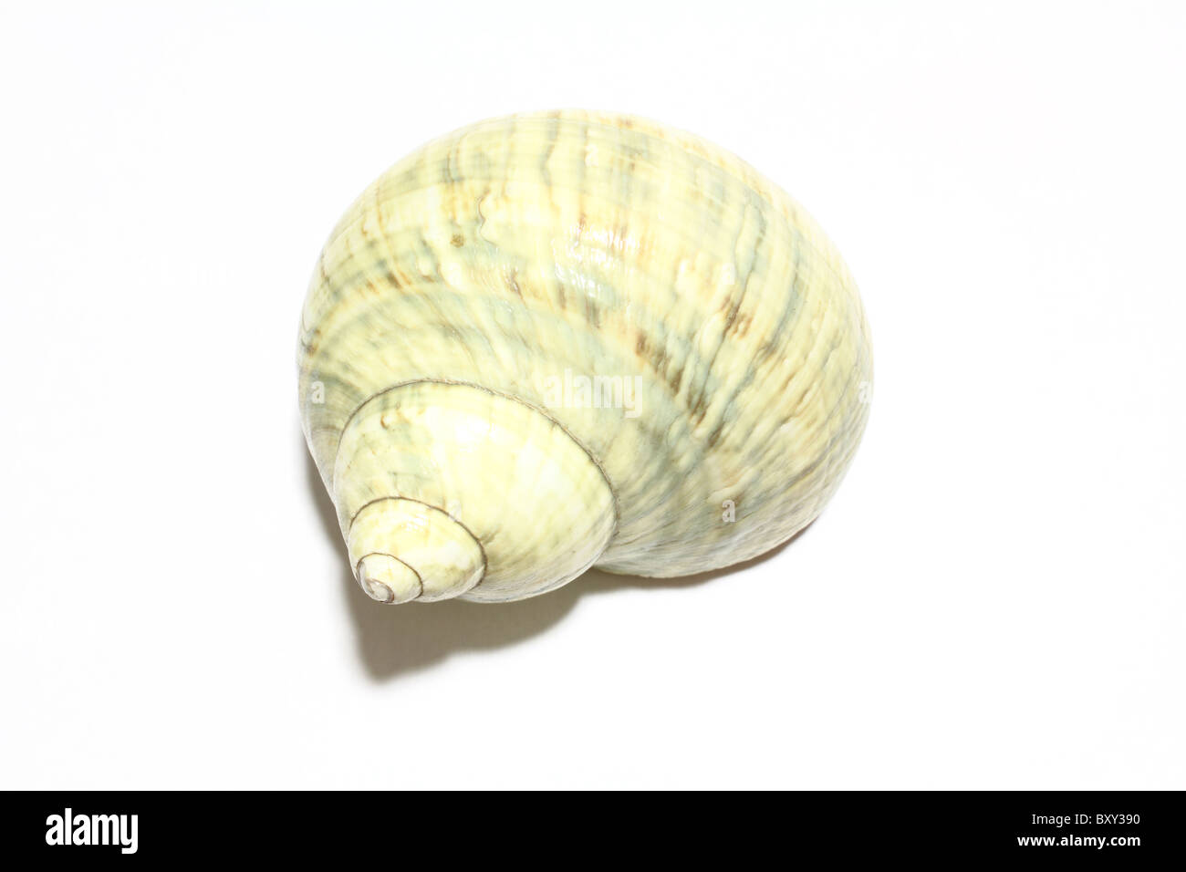 Un shell donne aux gens, l'idée de mer, océan, l'été. Banque D'Images Un shell donne aux gens, l'idée de mer, océan, l'été. Banque D'Images
