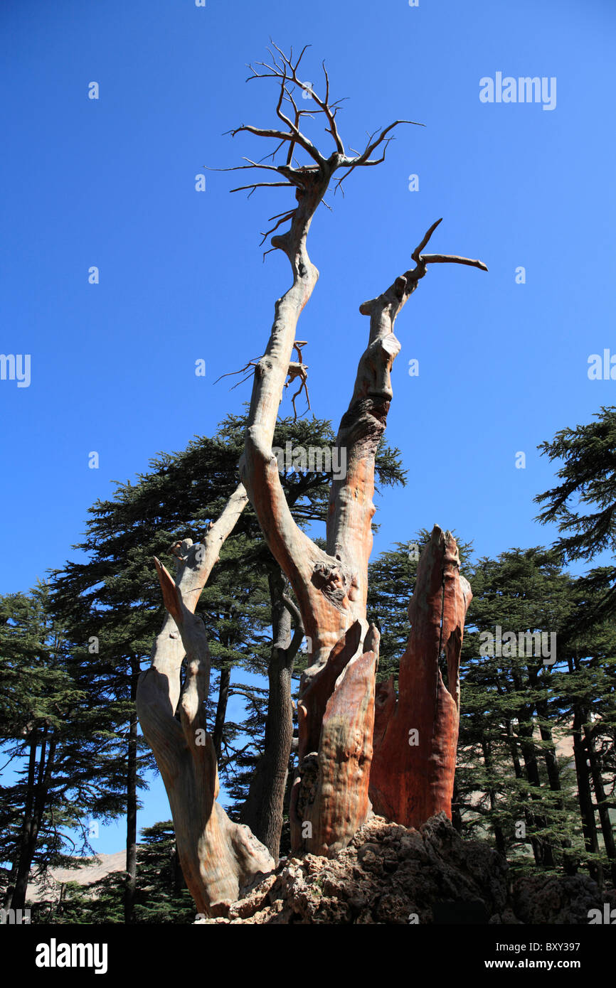 Lamartine Bcharré Cèdre Liban Rudy Rahme tree Banque D'Images