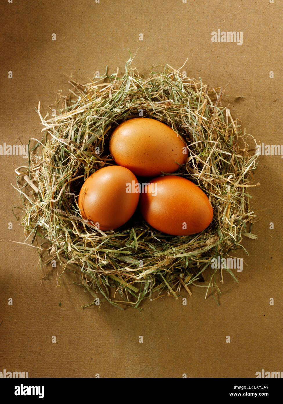 Burford frais Brown free range oeufs biologiques dans un nid Banque D'Images