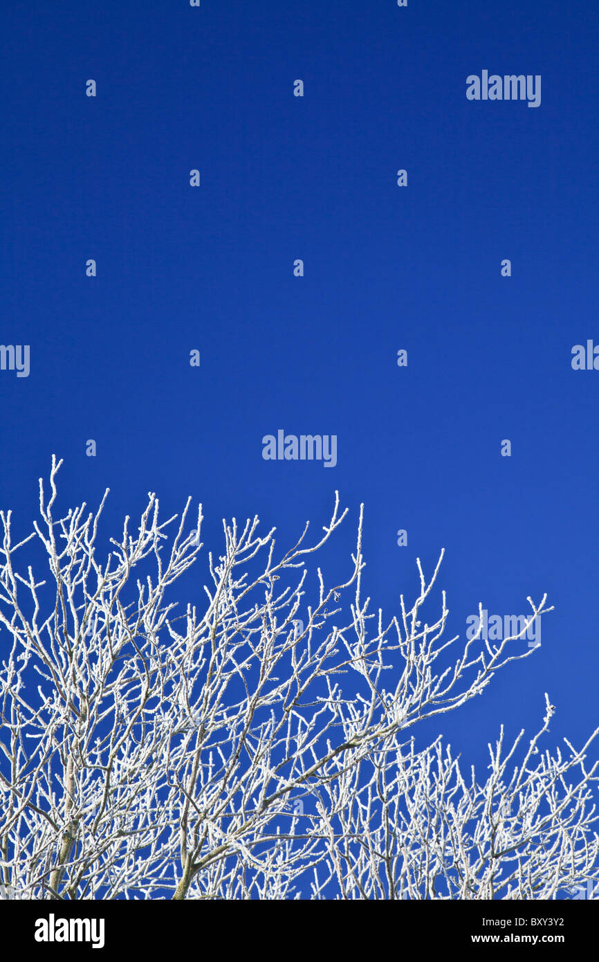 Givre sur les arbres Banque D'Images