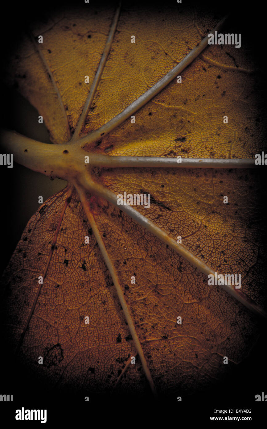 Une feuille de couleur marron Banque D'Images