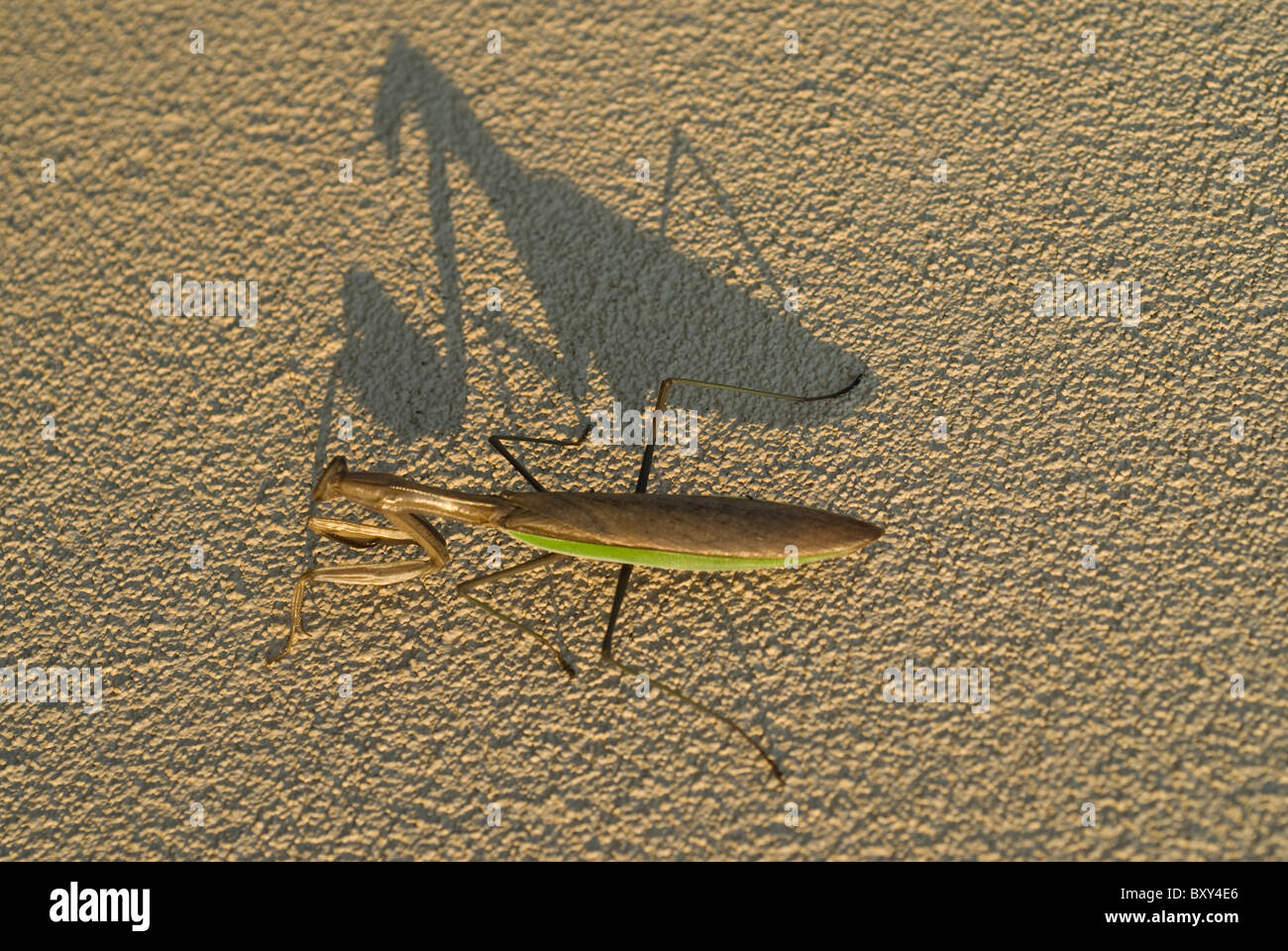 Mante chinoise Tenodera sinensis Saussure ; ardifolia ; Praying Mantis Banque D'Images