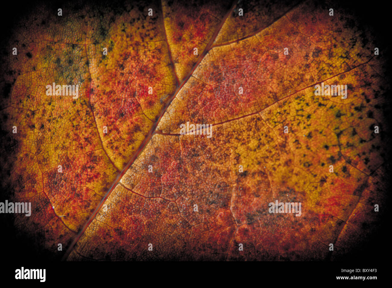 Une feuille de couleur marron Banque D'Images