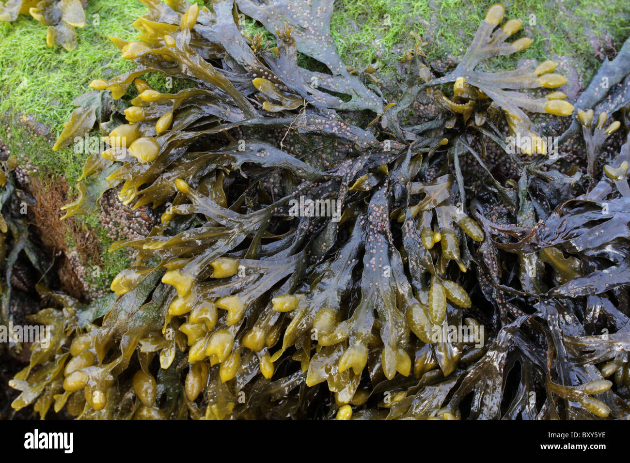 Bladderrack, algues Fucus vesiculosus. Banque D'Images
