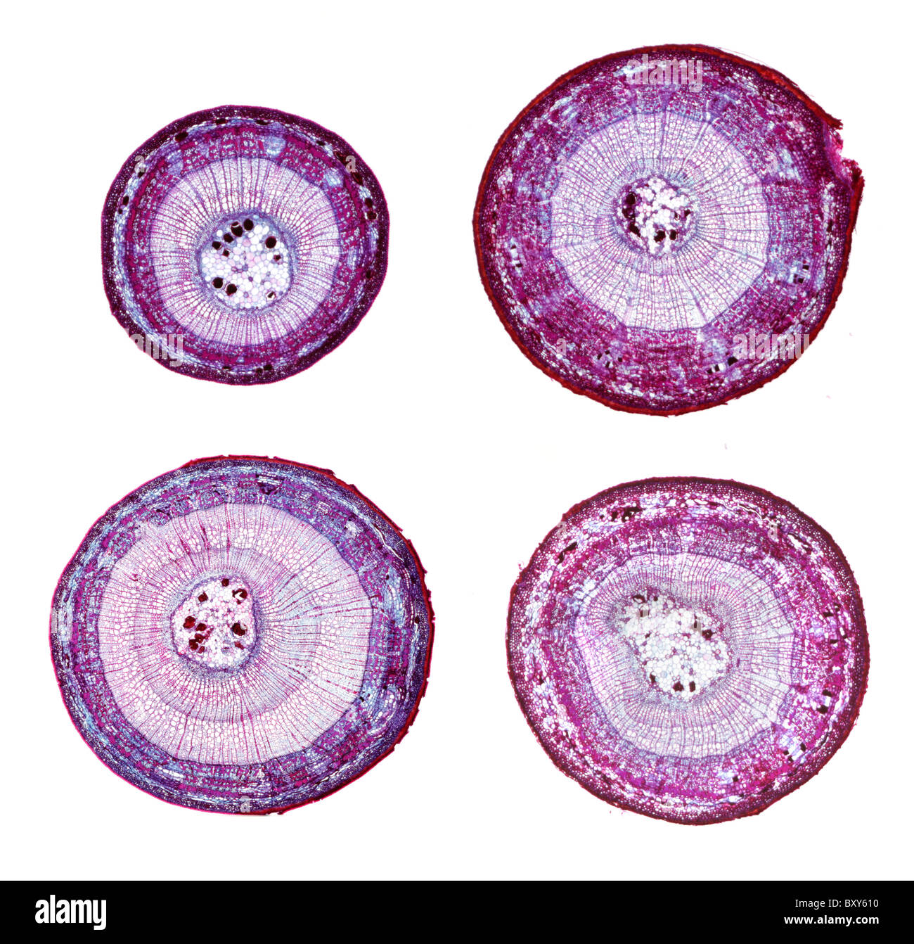 Micrographies de lumière le tilleul (Tilia americana) tiges en section transversale. Grâce à un an Trois ans de spécimens. Banque D'Images