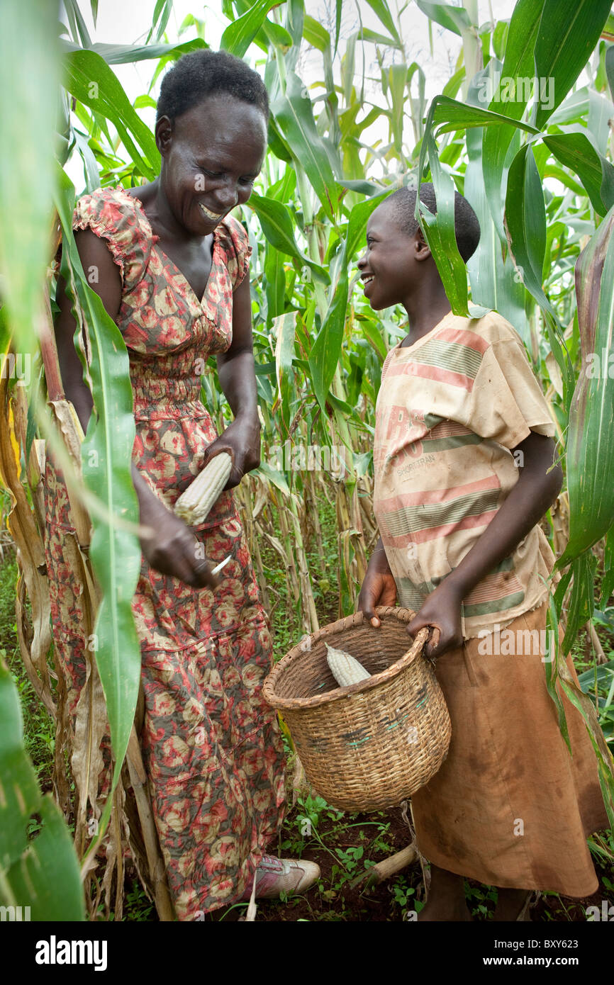 Ruthie Silondi, (40) la récolte dans son champ de maïs avec sa fille Mili Mlati (9) - District de Webuye, l'ouest du Kenya. Banque D'Images