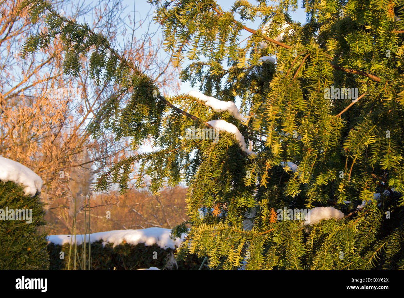 Arbres couverts de neige Banque D'Images