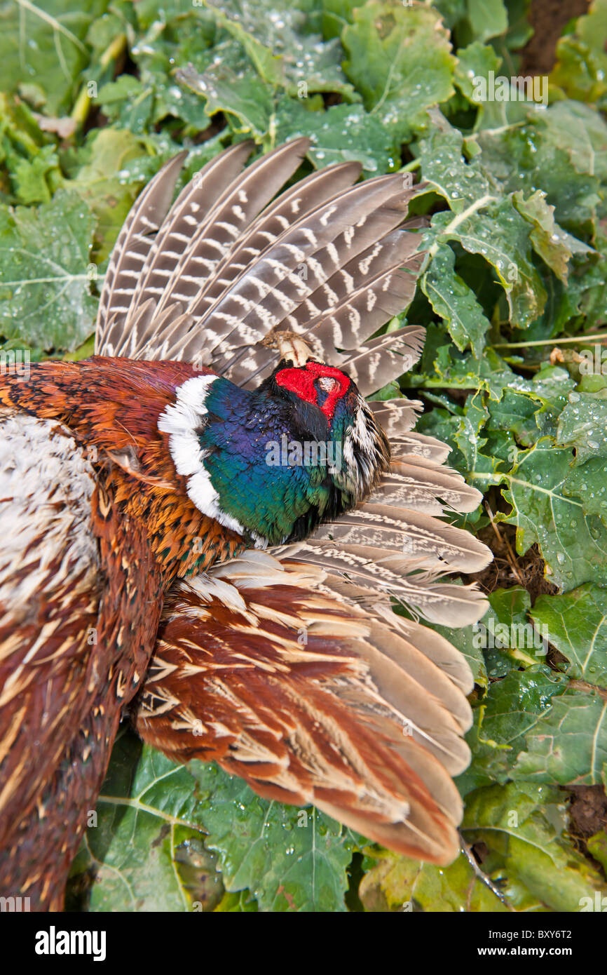 Le Pheasant Shoot Banque D'Images