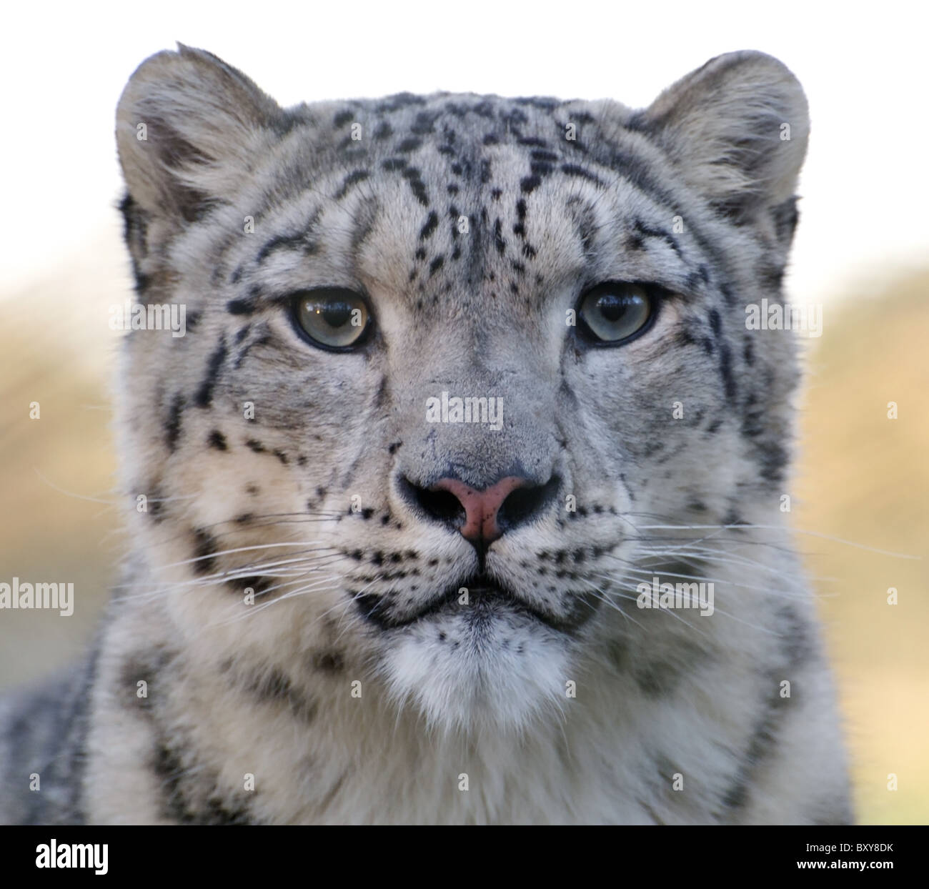 Homme snow leopard regarde face caméra (shot) Banque D'Images