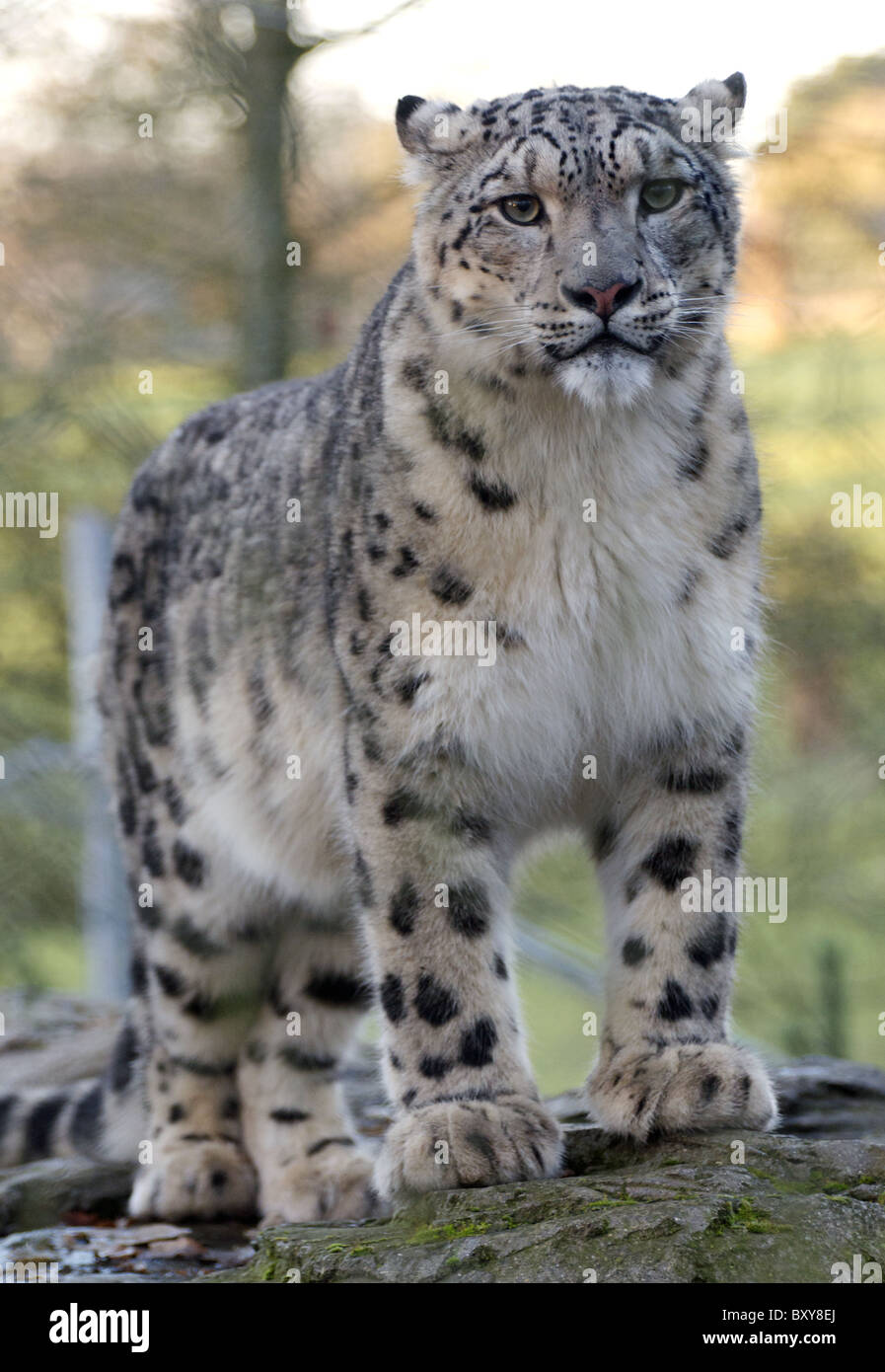Snow Leopard mâles standing looking at camera Banque D'Images