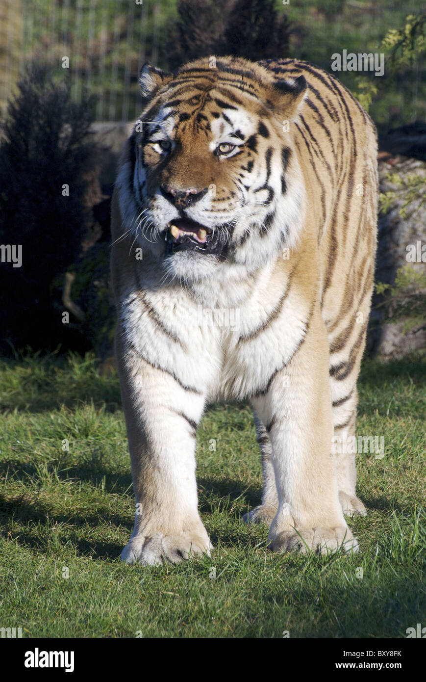 Grand mâle Sibérien (Amur) tiger walking towards camera Banque D'Images