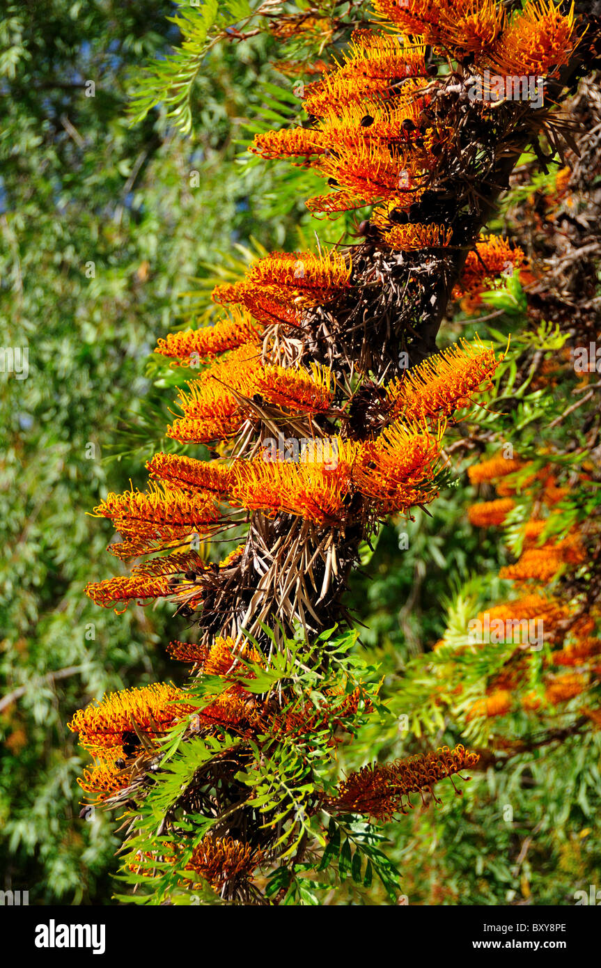 Arbre à fleurs orange vif. Laingsburg, Afrique du Sud. Banque D'Images