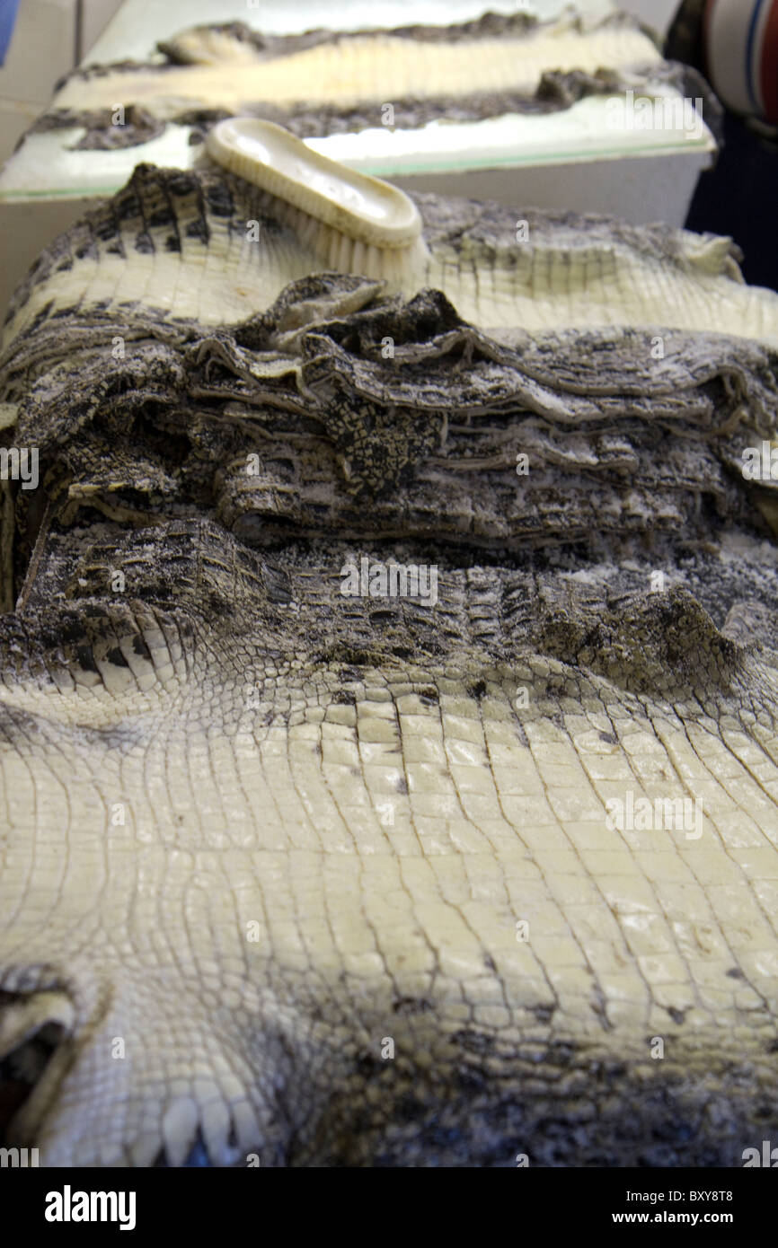 La peau d'un gros Crocodiles 3 + m (mètre) crocodile Banque D'Images