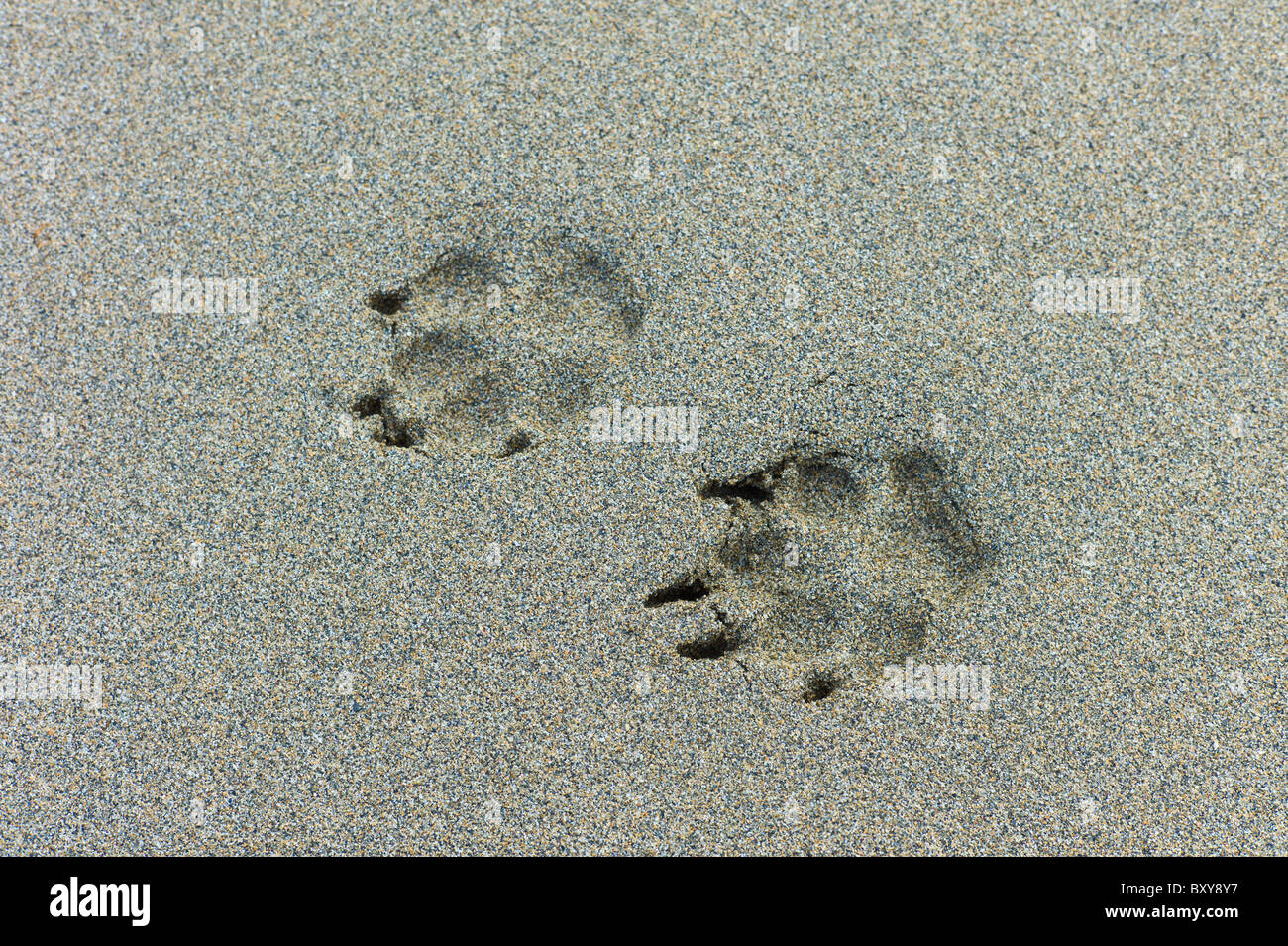 Empreintes de chien sur une plage de sable humide à Spanish Point, comté de Clare, sur la côte ouest de l'Irlande Banque D'Images