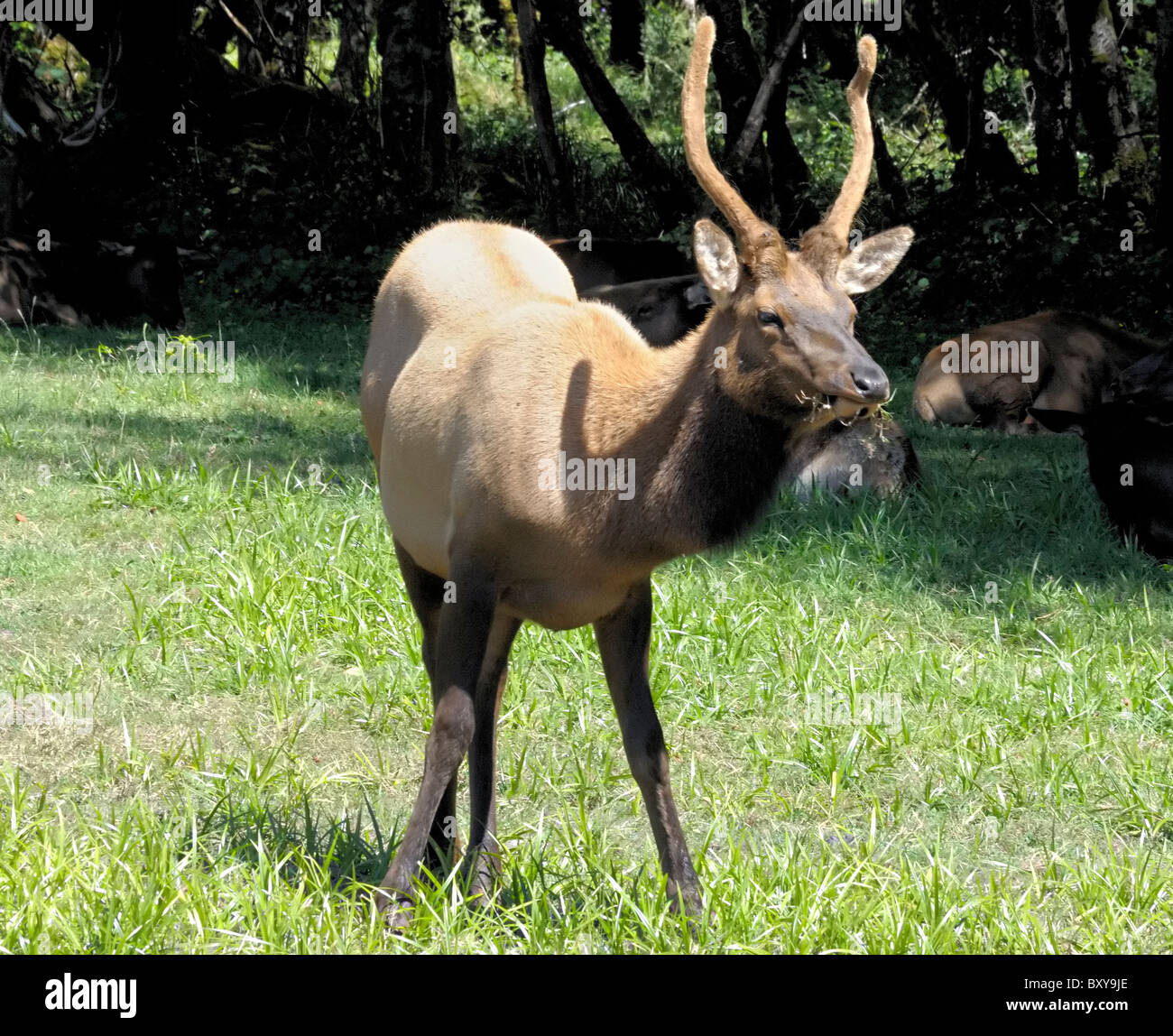 Un wapiti de Roosevelt (Cervus canadensis roosevelti) debout en alerte dans une prairie ensoleillée avec fond de forêt, point Reyes National Seashore, Californie Banque D'Images