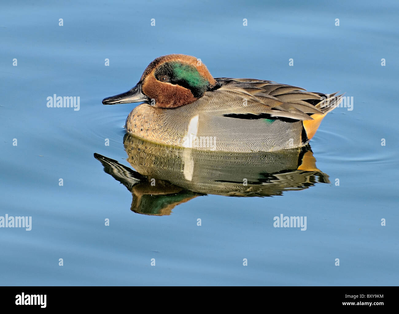 Un canard sarcelle à ailes vertes (Anas crecca) vu ici sur l'eau Banque D'Images