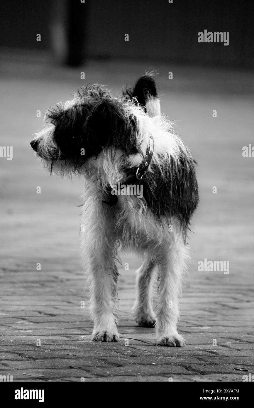 Petit chien poilu et avec col à la recherche sur la gauche. Banque D'Images