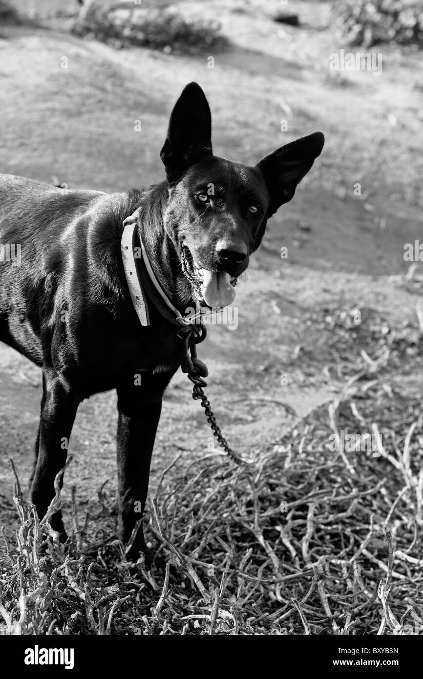Fermer la vue d'un beau chien noir avec laisse debout sur l'herbe d'automne sec. Banque D'Images