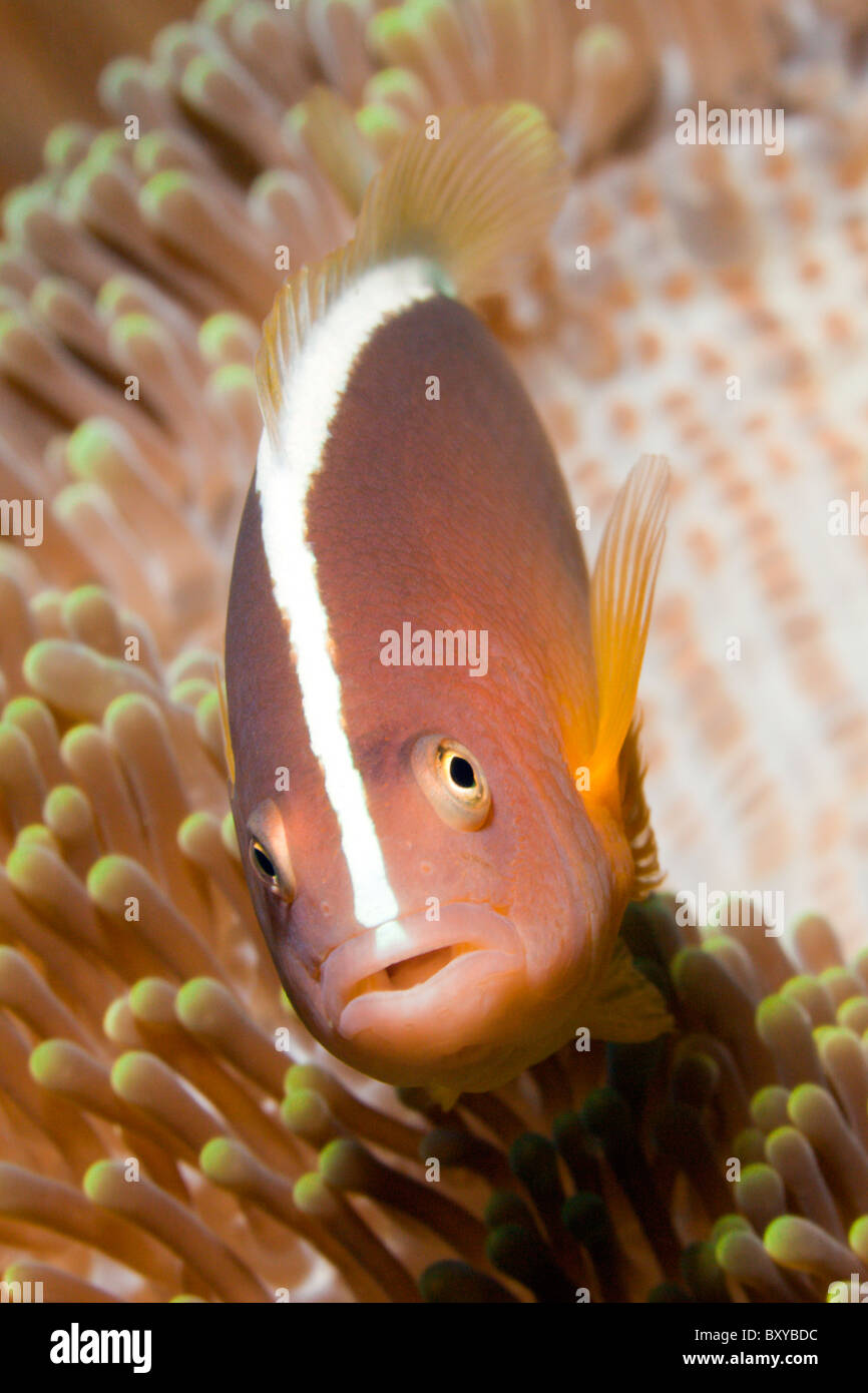 Poisson Clown Amphiprion sandaracinos, Skunk, Candidasa, Bali, Indonésie Banque D'Images