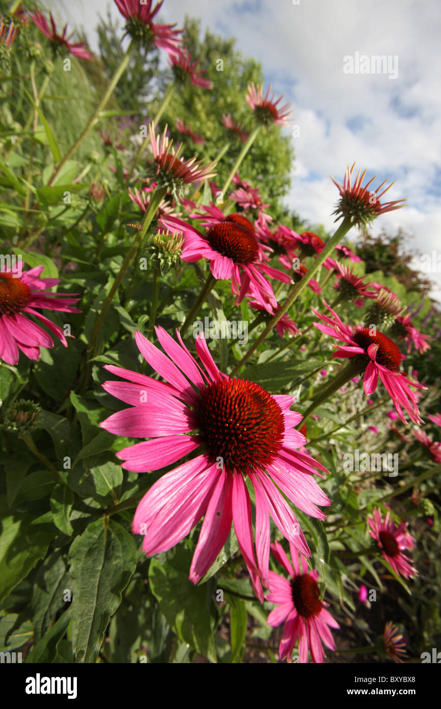 Bluebell Cottage Gardens, en Angleterre. Vue d'été de la frontière et de fleurs à Bluebell Cottage Gardens. Banque D'Images