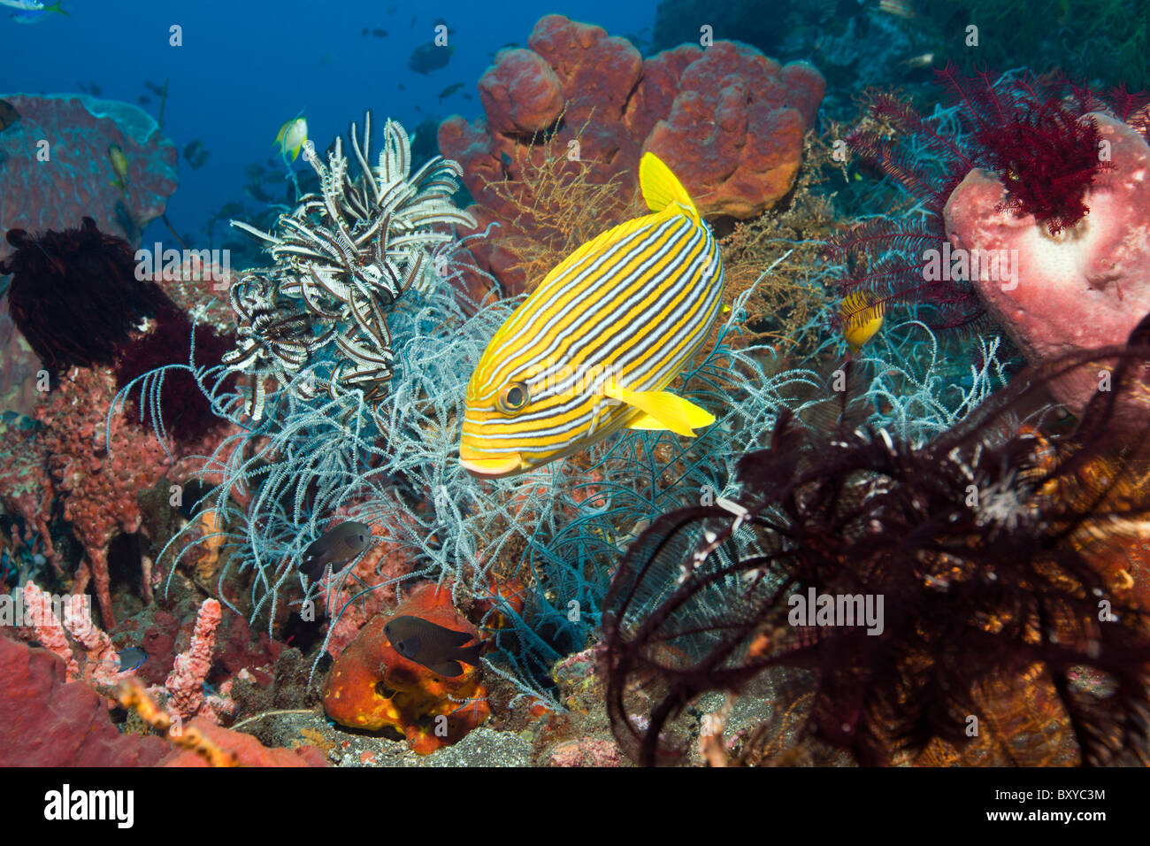 Ruban jaune de gaterins dans les récifs coralliens, Plectorhinchus polytaenia, Alam Batu, Bali, Indonésie Banque D'Images