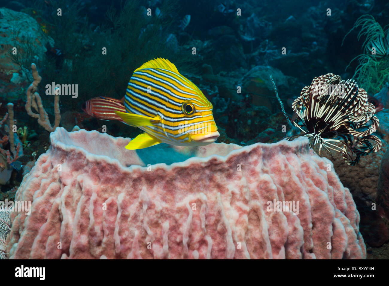 Ruban jaune de gaterins dans les récifs coralliens, Plectorhinchus polytaenia, Alam Batu, Bali, Indonésie Banque D'Images