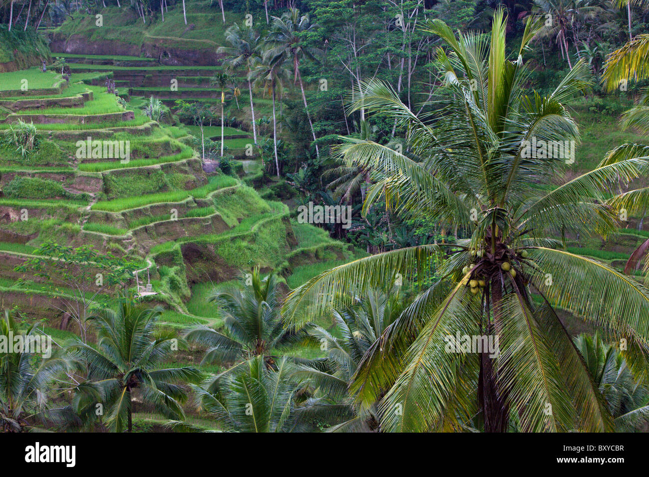 Rizières de Tegalalang, Oryza, Bali, Indonésie Banque D'Images