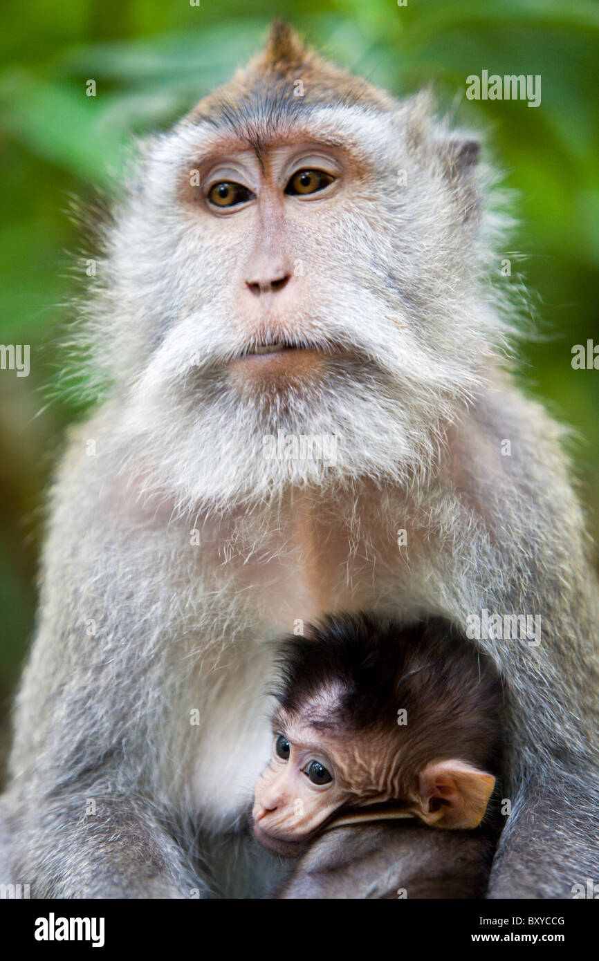 Longtailed avec bébé Macaque, Macaca fascicularis, Bali, Indonésie Banque D'Images