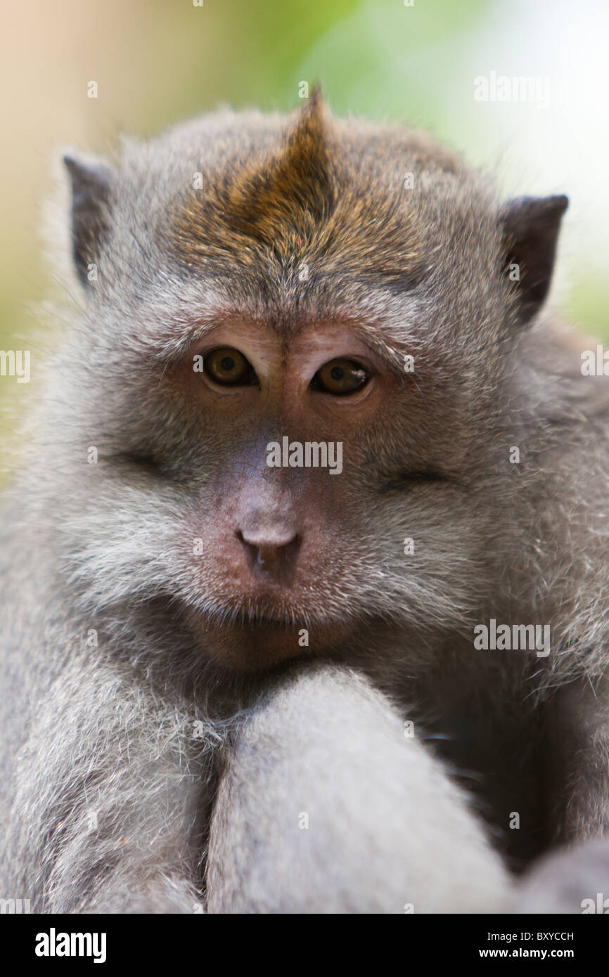 Longtailed le macaque, Macaca fascicularis, Bali, Indonésie Banque D'Images