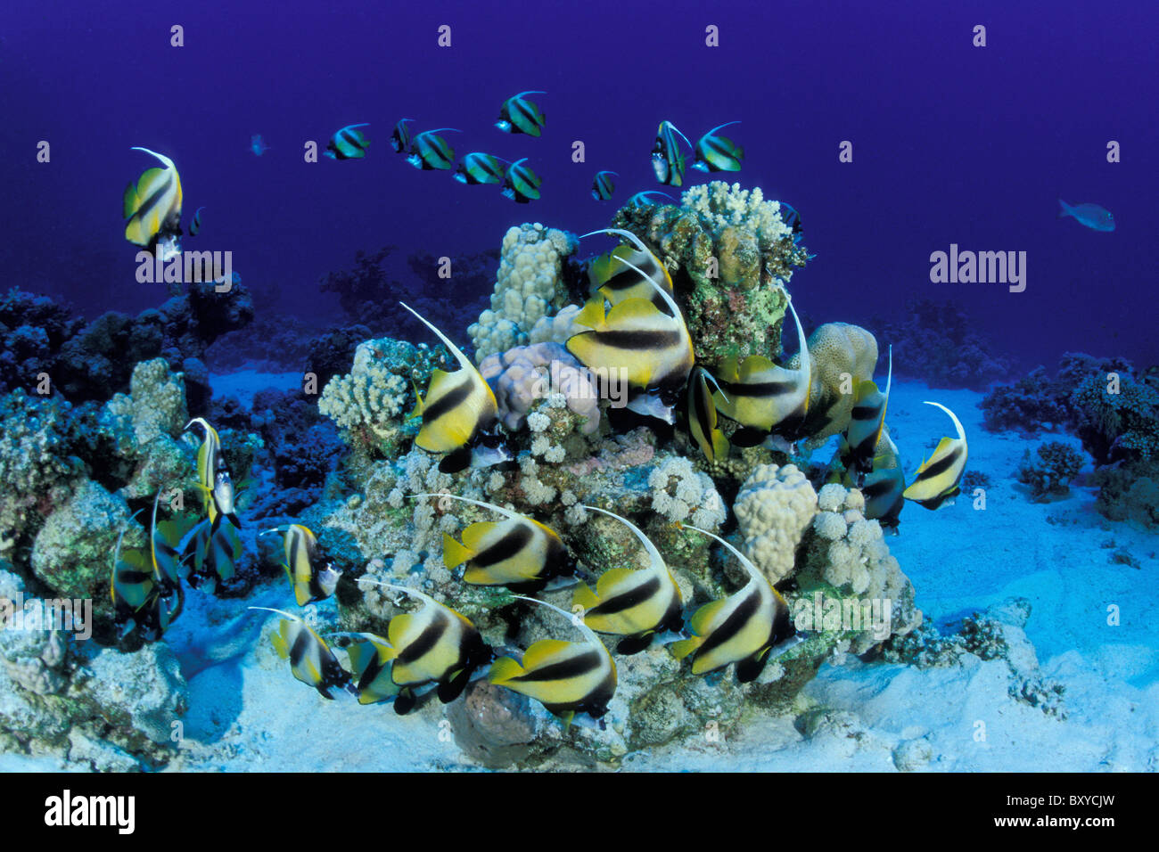 Mer Rouge, Bannerfishes Heniochus intermedius, Marsa Alam, Red Sea, Egypt Banque D'Images