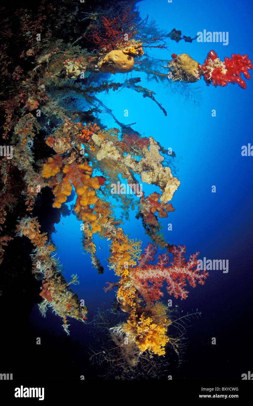 Les coraux et éponges, Layang Layang, Bornéo, Malaisie Banque D'Images