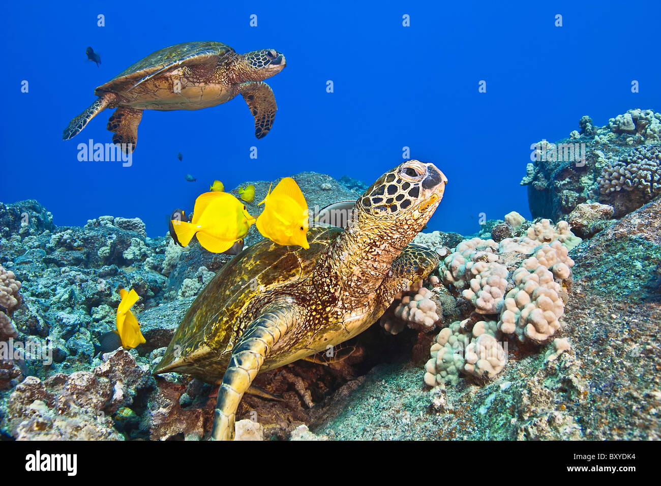 Tortue de mer verte nettoyés par Tangs, Chelonia mydas, Big Island, Hawaii, USA Banque D'Images