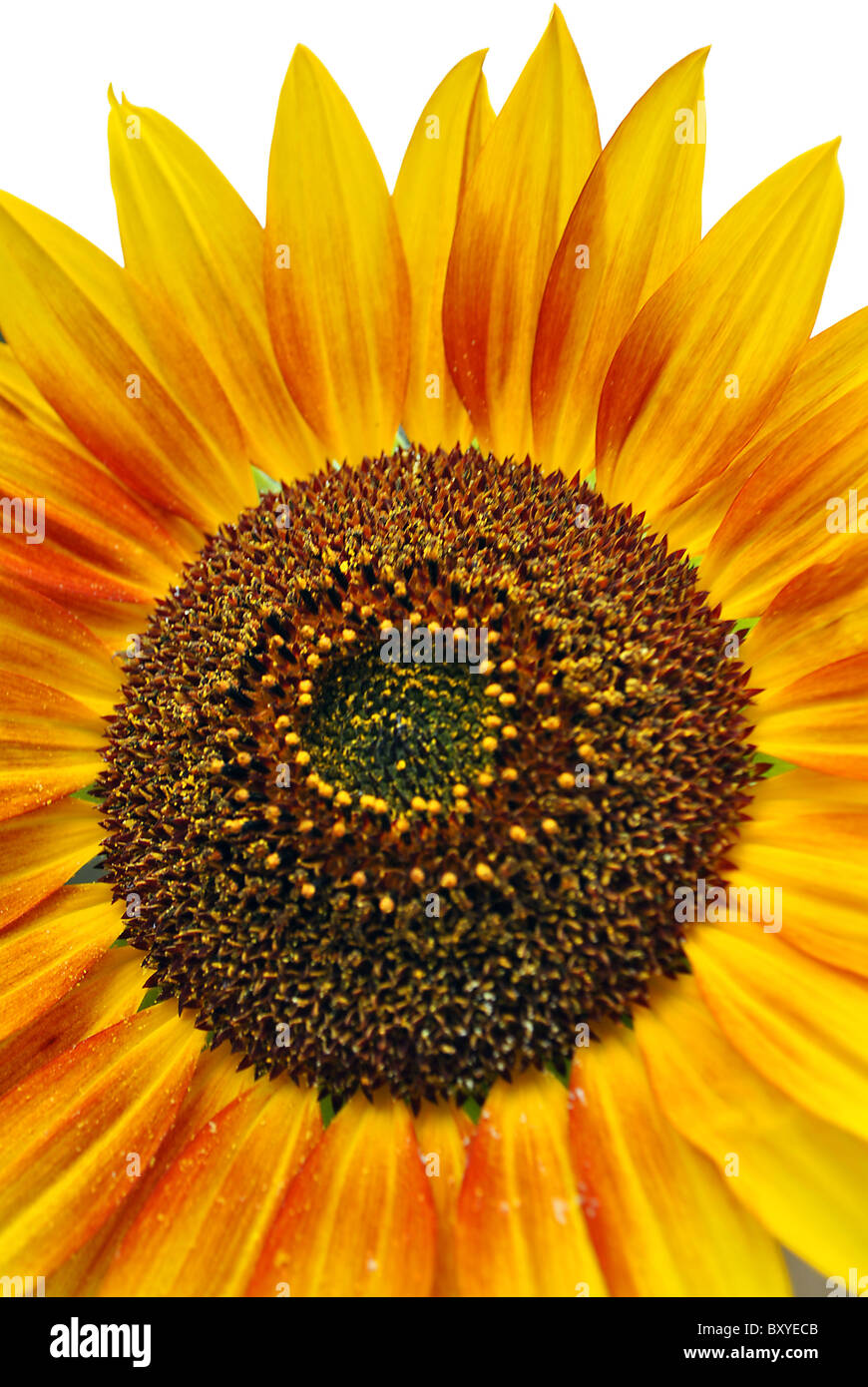 Fleur jaune tournesol avec fond blanc Banque D'Images