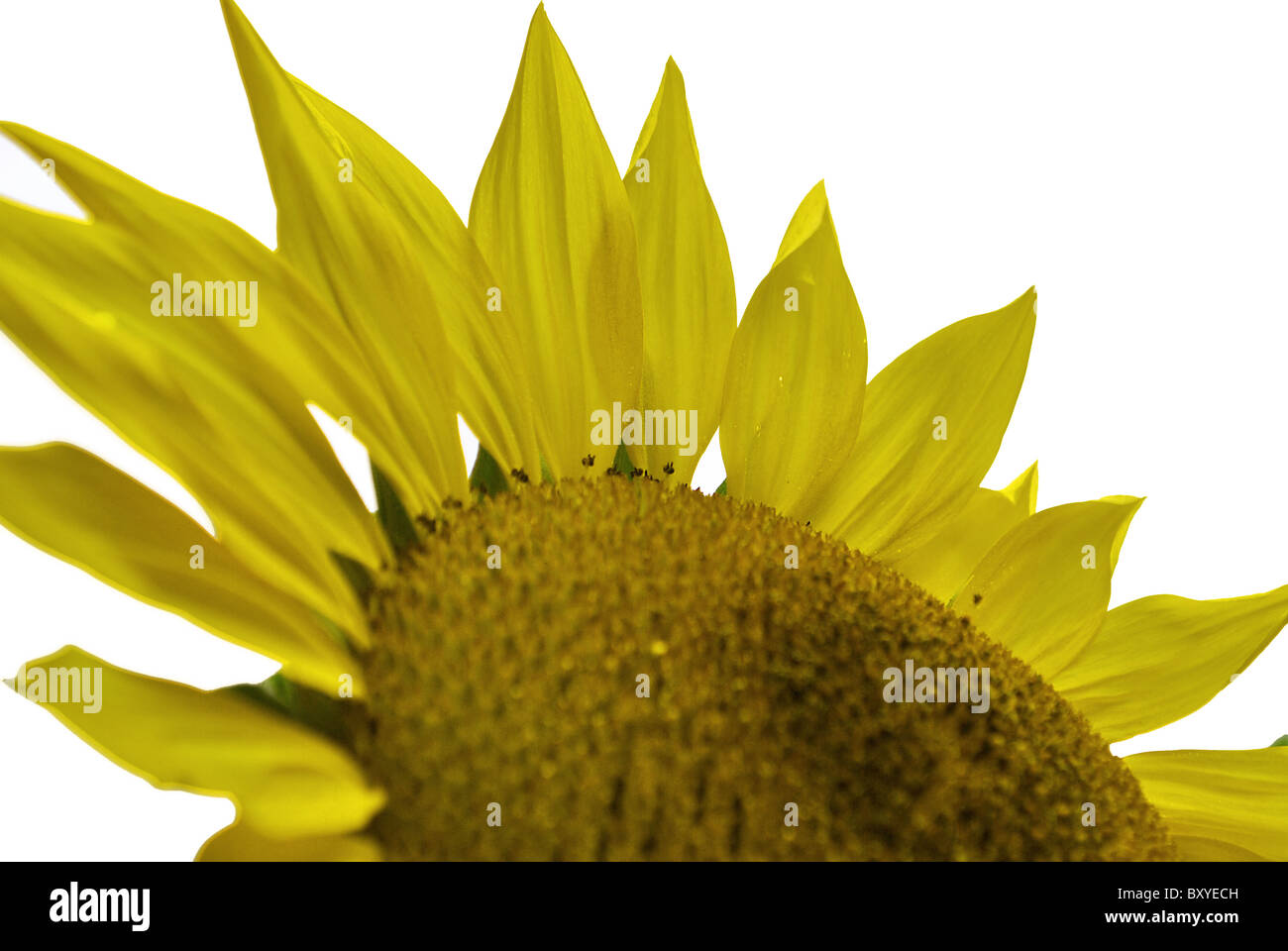 Fleur jaune tournesol avec fond blanc Banque D'Images