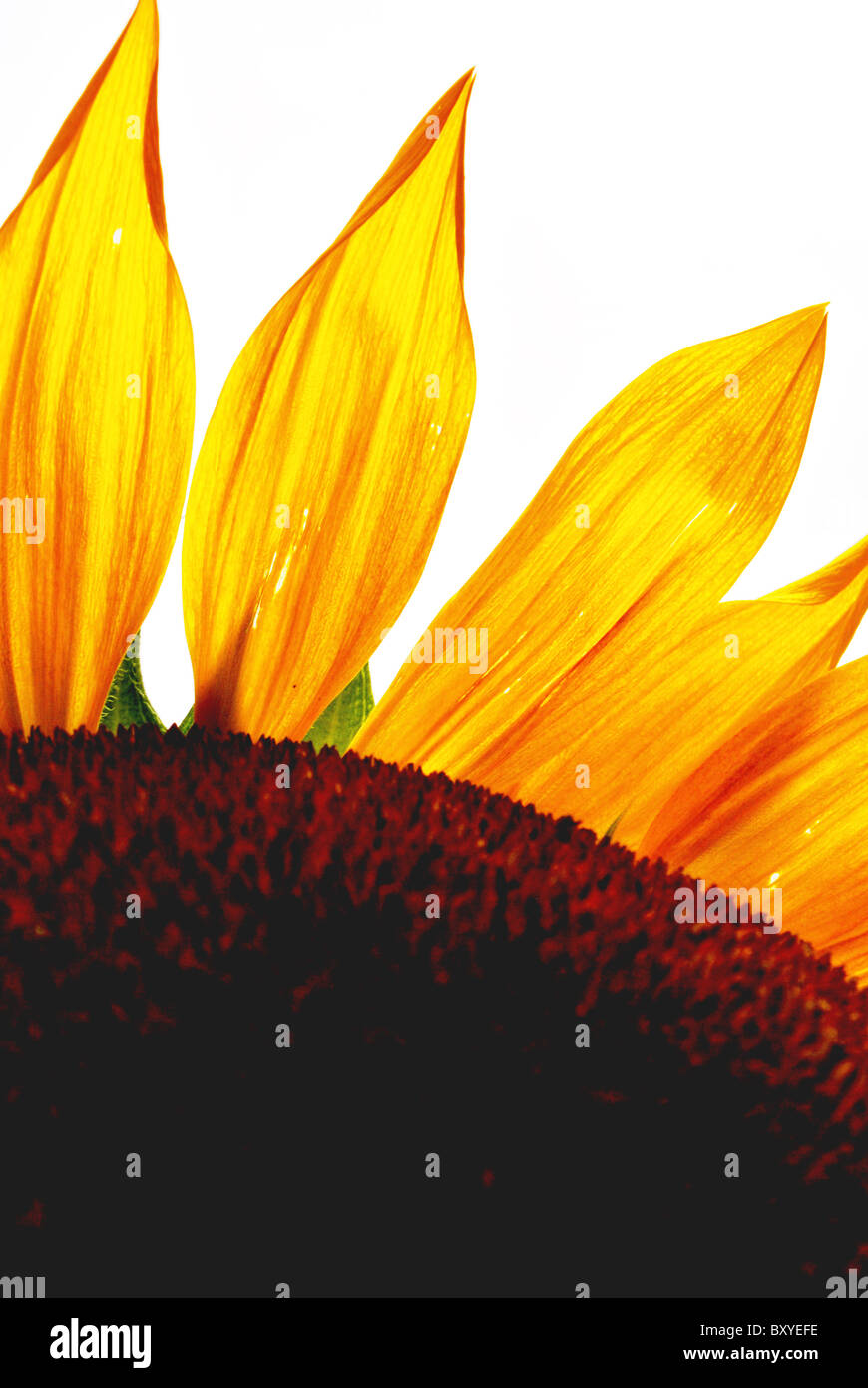Fleur jaune tournesol avec fond blanc Banque D'Images