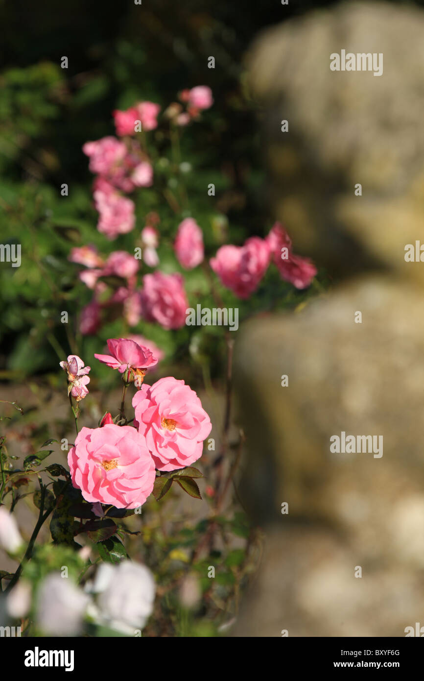 Arley Hall & Gardens, en Angleterre. Compte tenu de l'automne précoce lit rose en pleine floraison à Arley Hall Pavillon Jardin. Banque D'Images