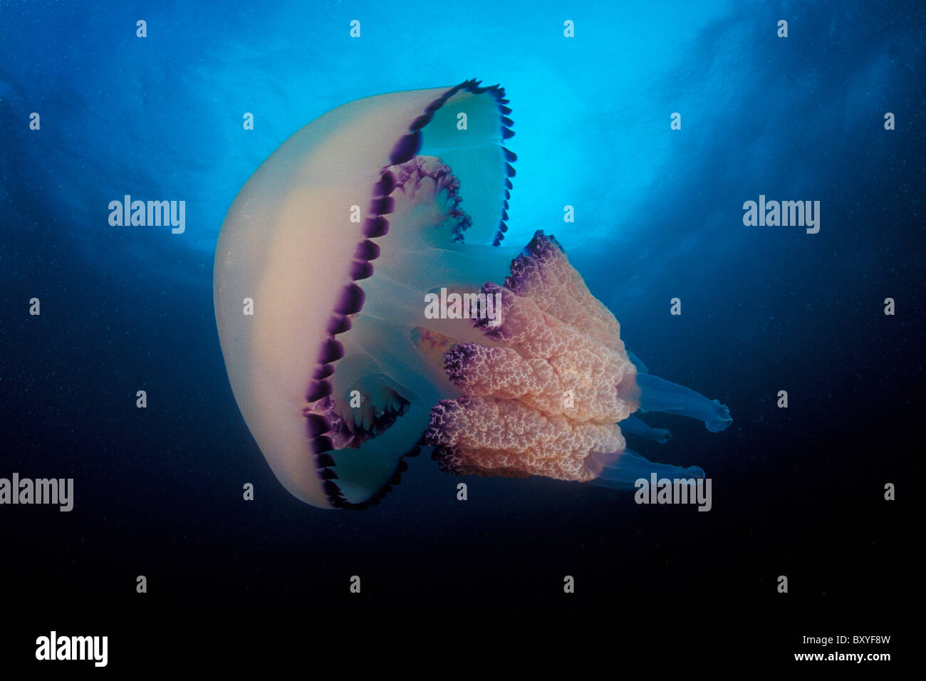 Les Méduses Rhizostoma pulmo Rhizostoma, Piran, Slovénie, la mer Adriatique, Banque D'Images